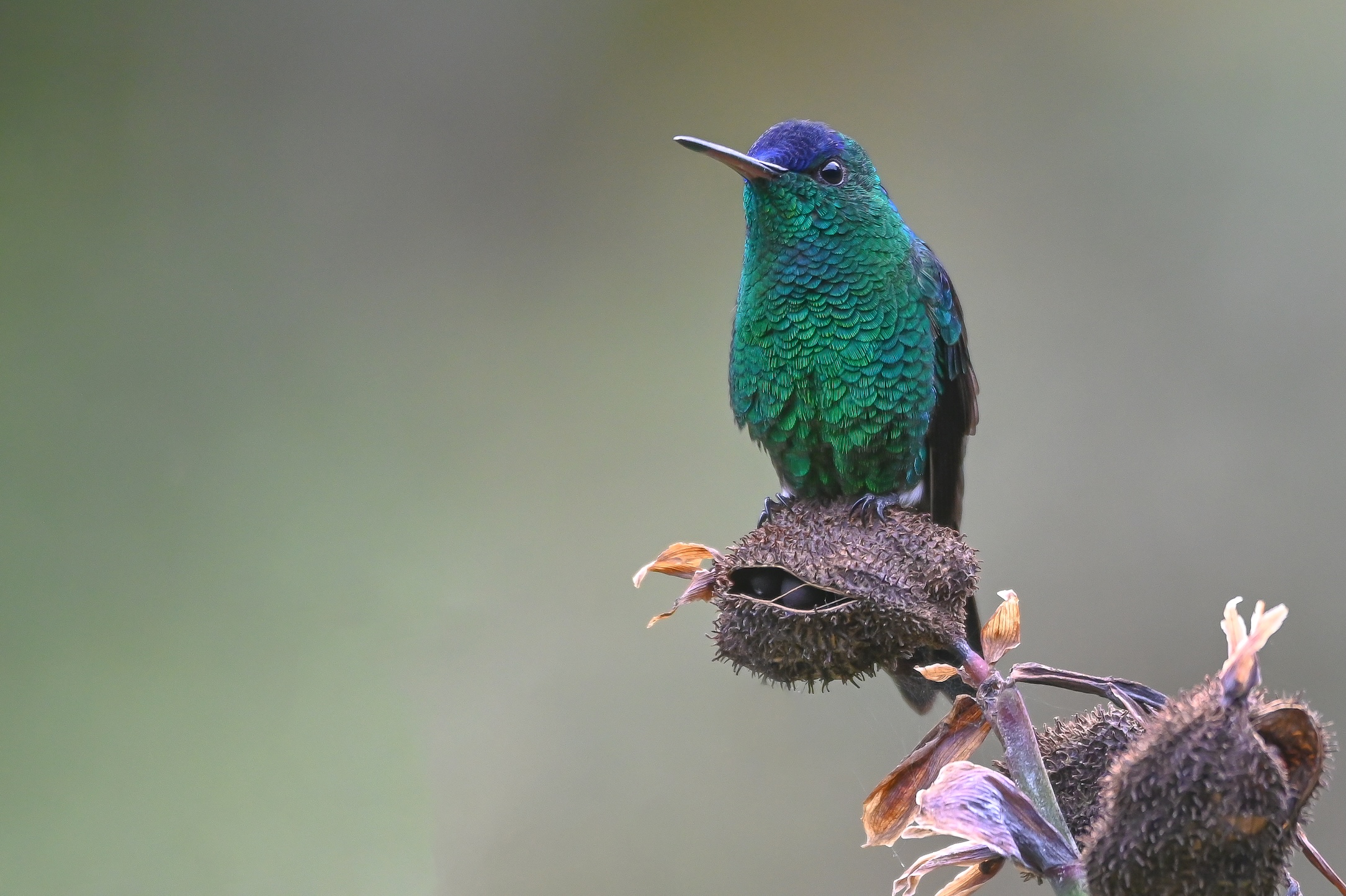 COLOMBIA’S ULTIMATE BIRD PHOTO TOUR 16D -  15N?>